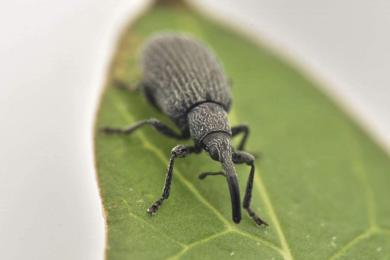 Apionidae: Stenopterapion sp.?  S, Stenopterapion intermedium